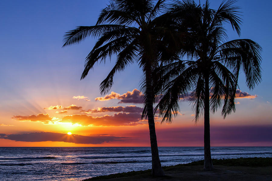 Oahu Palms Photograph by Chris Austin