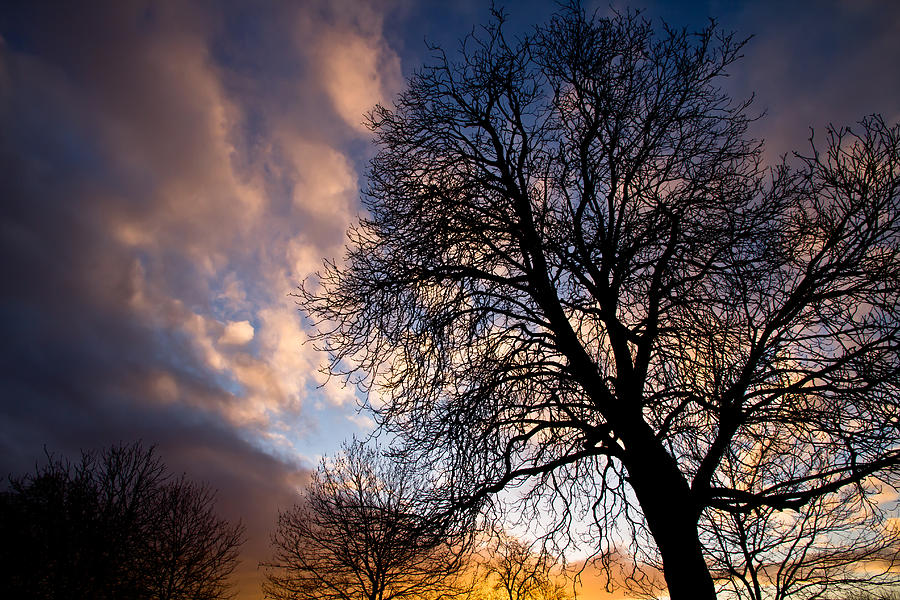 Oak against the Sky Photograph by Justin Albrecht