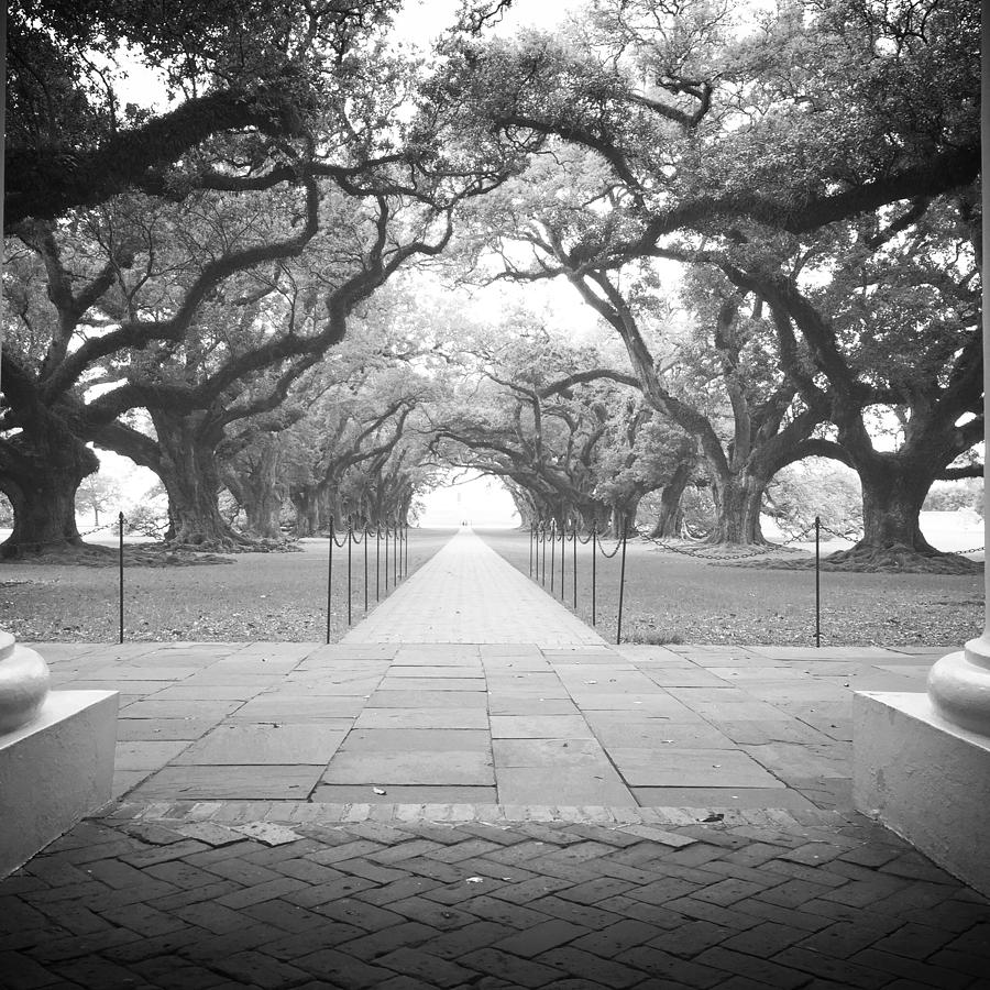 Oak Alley BW Photograph by Jacki Taylor - Fine Art America