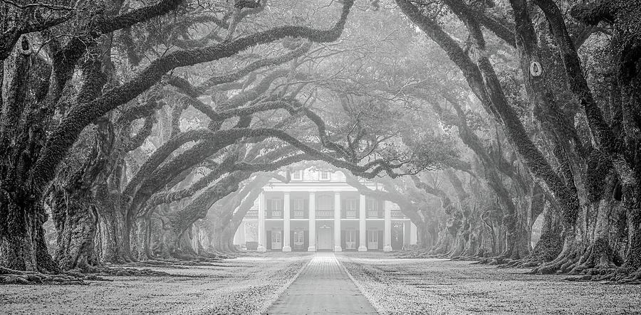 Oak Alley fog by Andy Crawford Oak Alley fog by Andy Crawford