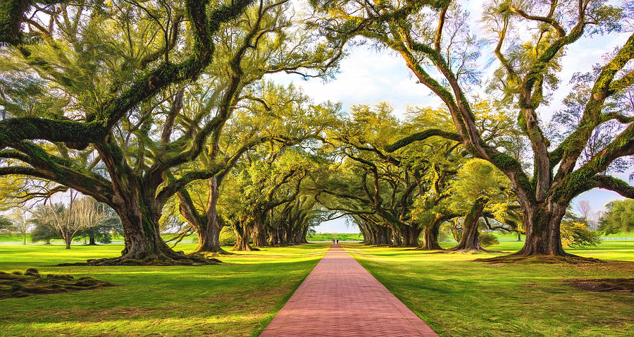 Oak Alley Path 2 - Paint Photograph by Steve Harrington | Fine Art America