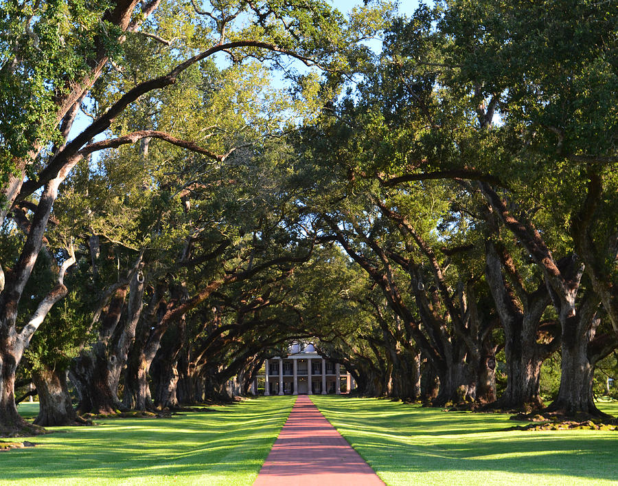 Oak Alley Plantation Photograph by Maggy Marsh