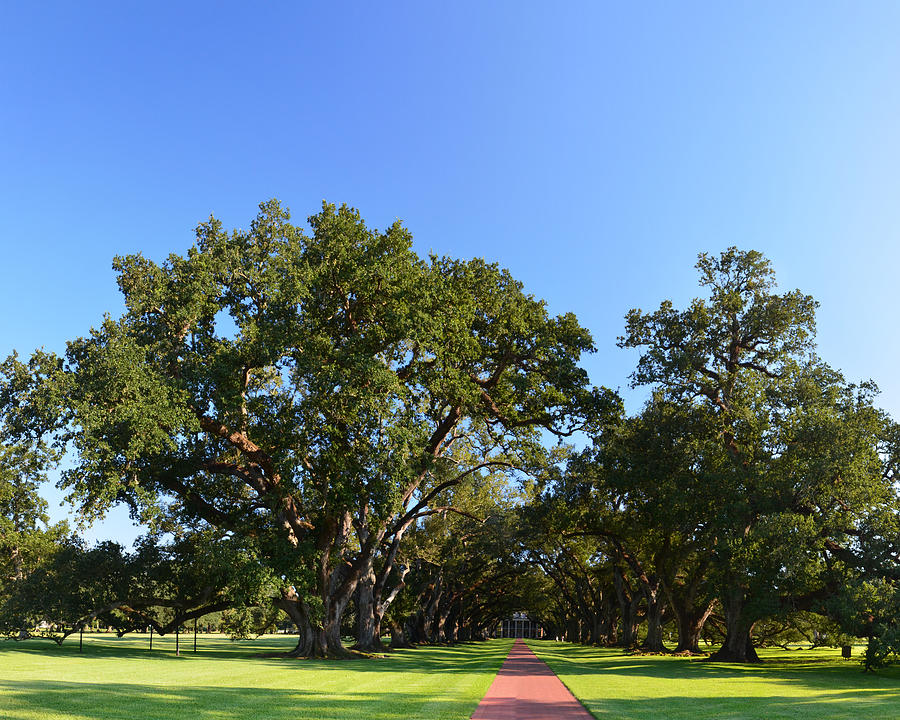 Oak Alley Plantation Panoramic Photograph by Maggy Marsh