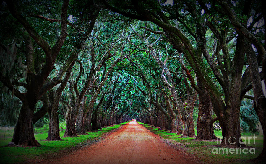 Tree Photograph - Oak Alley Road by Perry Webster