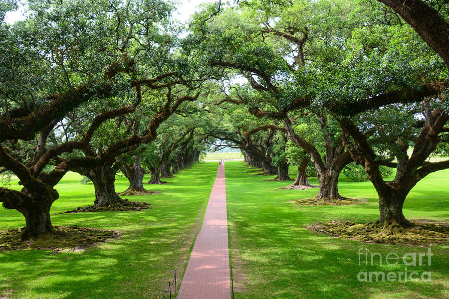 Oak Alley Photograph by Shay Childress - Fine Art America