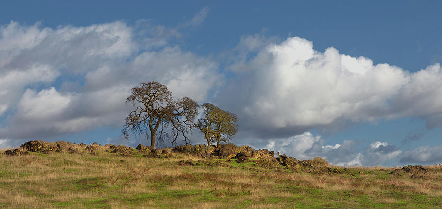 Oak and Clouds Photograph by Floyd Hopper