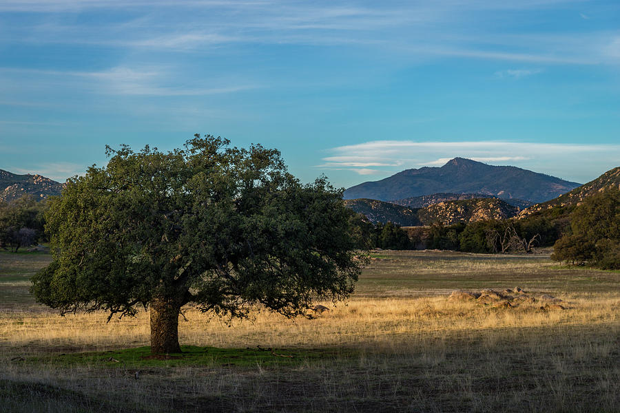 San Diego Photograph - Oak and Cuyamaca by TM Schultze
