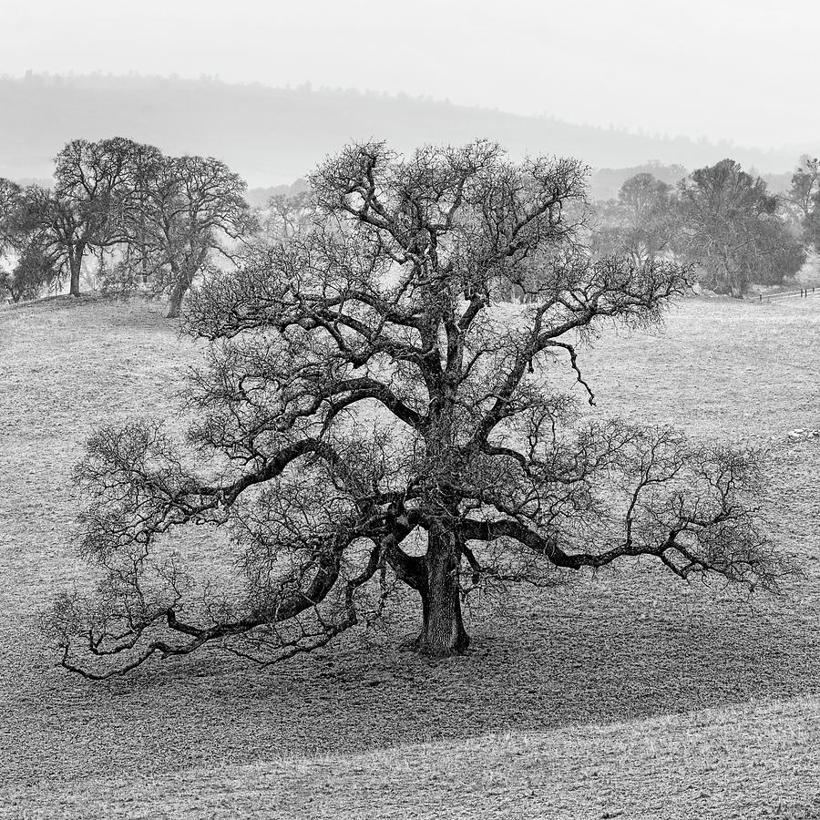 Oak and fog in winter - Amador County, California Photograph by Steve Ellison