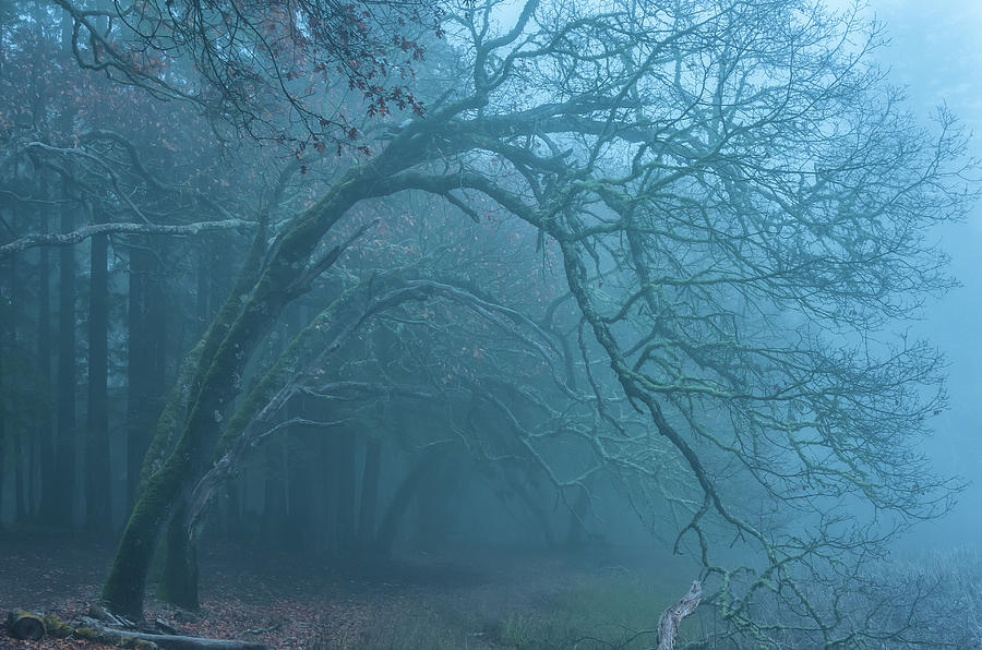 Oak And Fog Photograph by Jonathan Nguyen