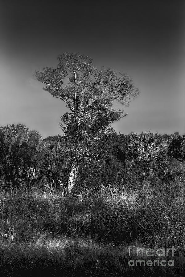 Cow Photograph - Oak And Palm by Marvin Spates