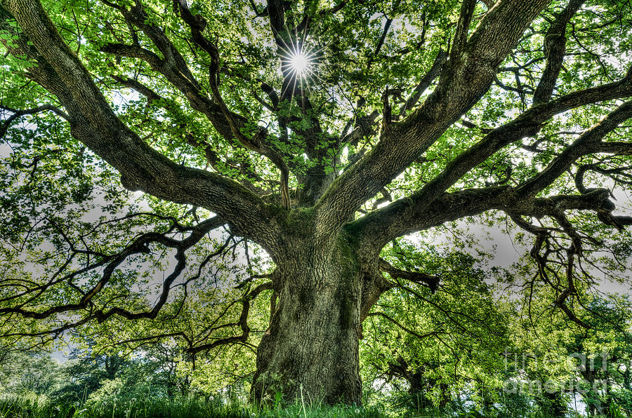 Nature Photograph - Oak And Rays by Nando Lardi