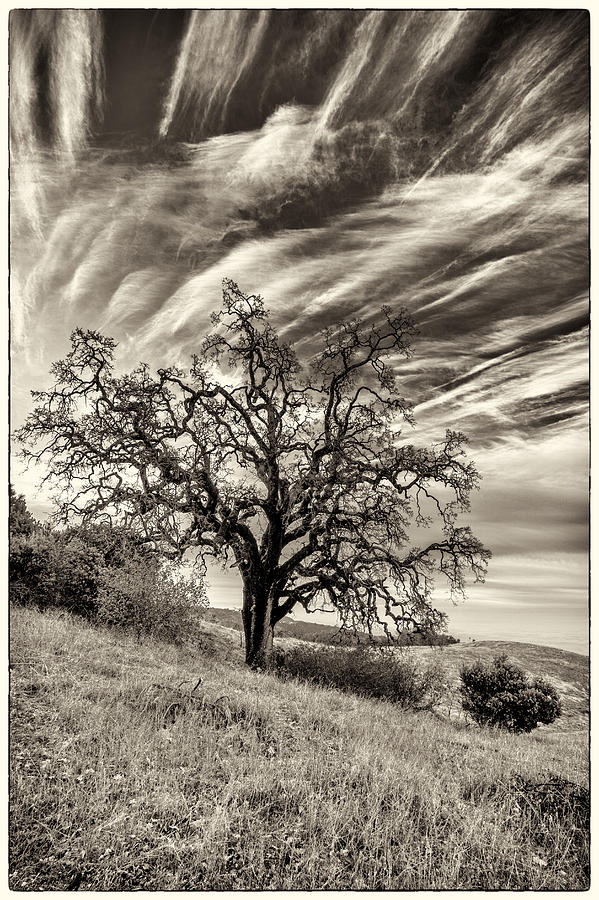 Brush Photograph - Oak and Sky by Dan Holmes