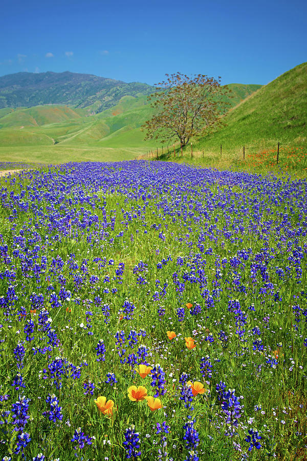 Oak and Wildflowers at Tejon Ranch Photograph by Lynn Bauer