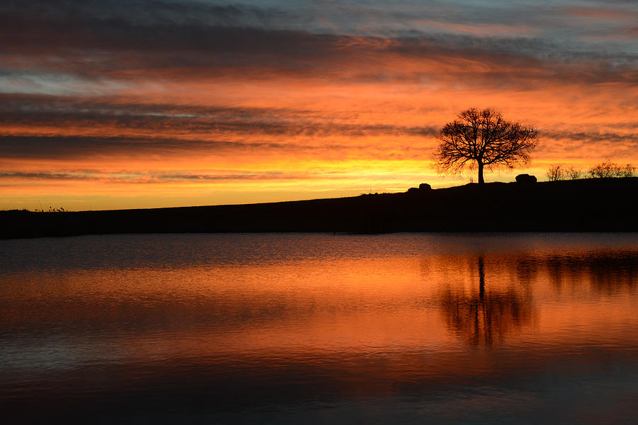 Tree Photograph - Oak at sunrise by Andrea Gabrieli Tree Photograph - Oak at sunrise by Andrea Gabrieli