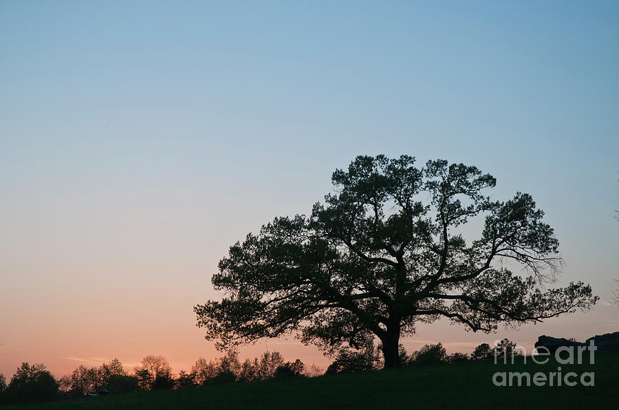 Oak at Sunset Photograph by David Waldrop
