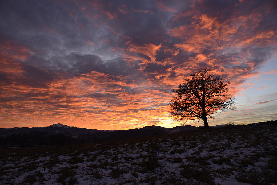Sunset Photograph - Oak at sunset in winter by Andrea Gabrieli