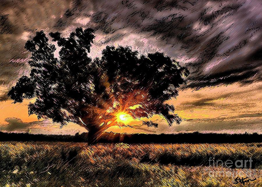 Oak At Sunset by Stefan Duncan Oak At Sunset by Stefan Duncan