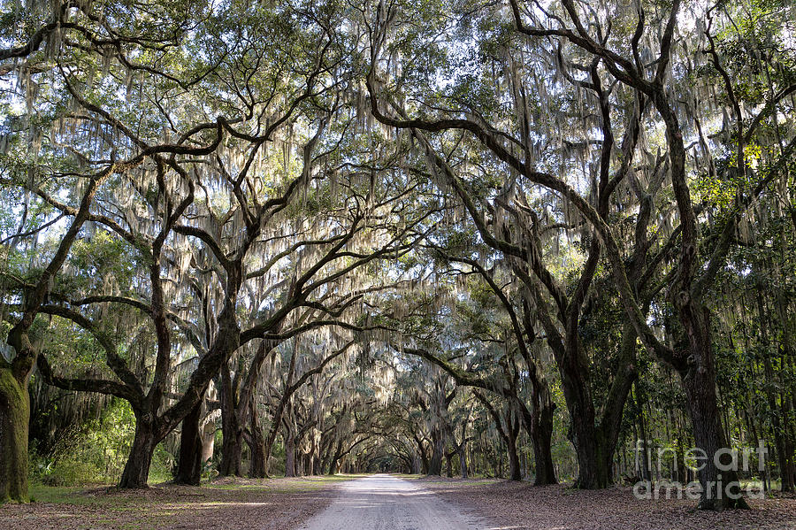 Oak Avenue At Wormsloe Historic Site- 4 Photograph By Rhonda Krause 