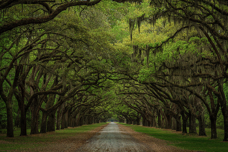 Oak Canopy Of Wormsloe Plantation Photograph by Clicking With Nature