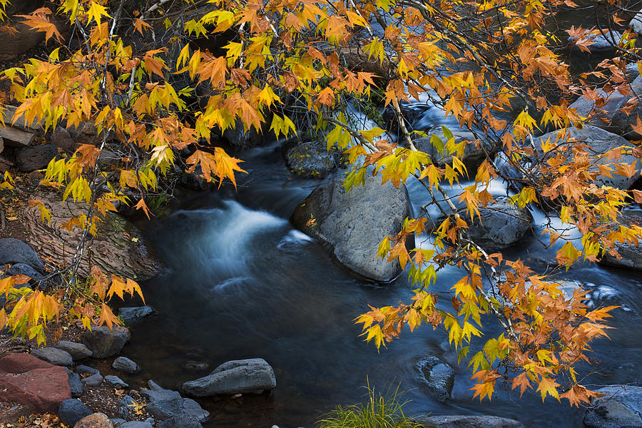 Oak Creek Canyon at Slide Rock in the Fall Photograph by Dave Dilli