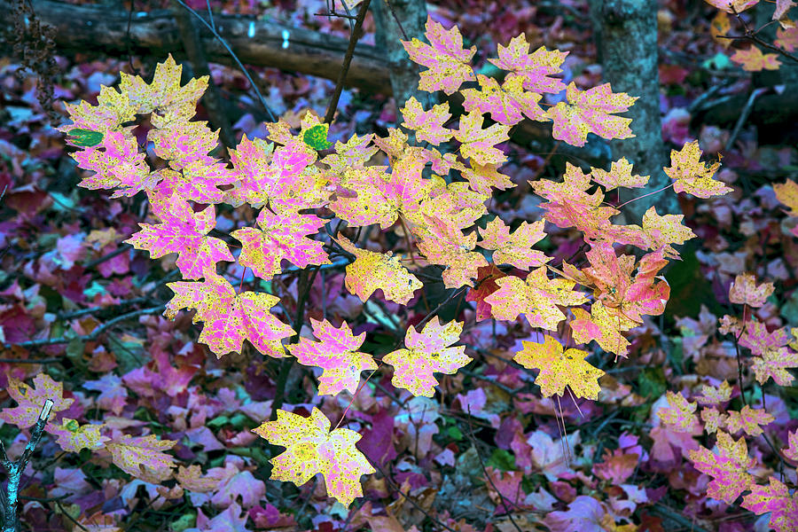 Oak Creek Canyon fall colors Photograph by Dave Dilli