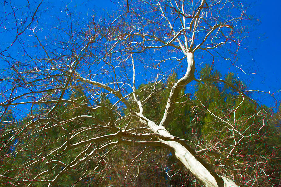 Oak Creek Tree Photograph by Bonnie Follett