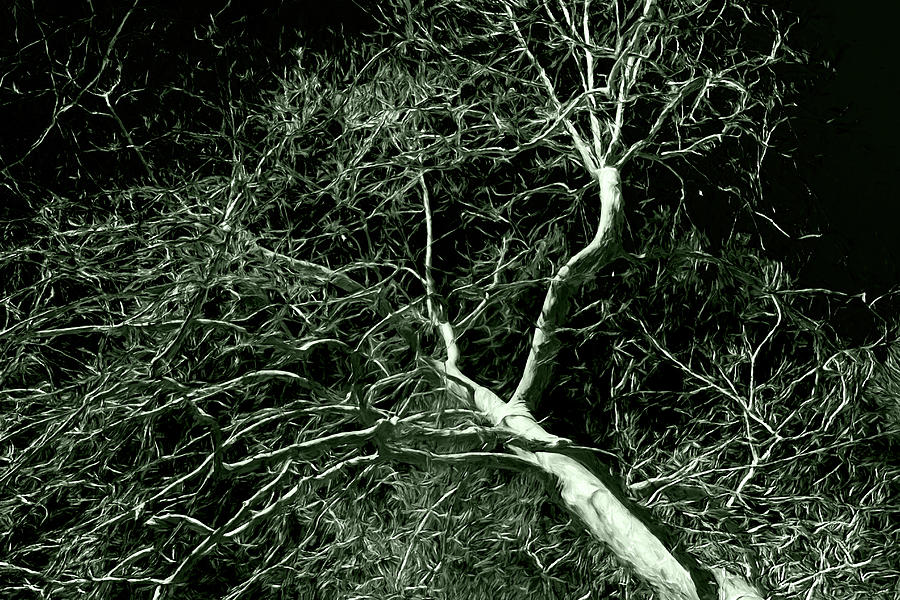 Oak Creek Tree Monochrome Photograph by Bonnie Follett