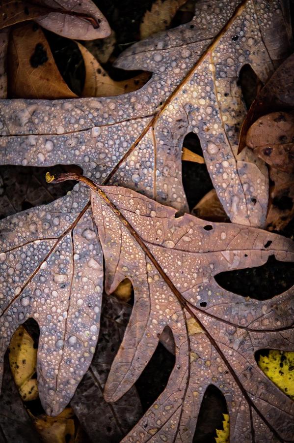 Oak Floor Photograph by Terri Hart-Ellis