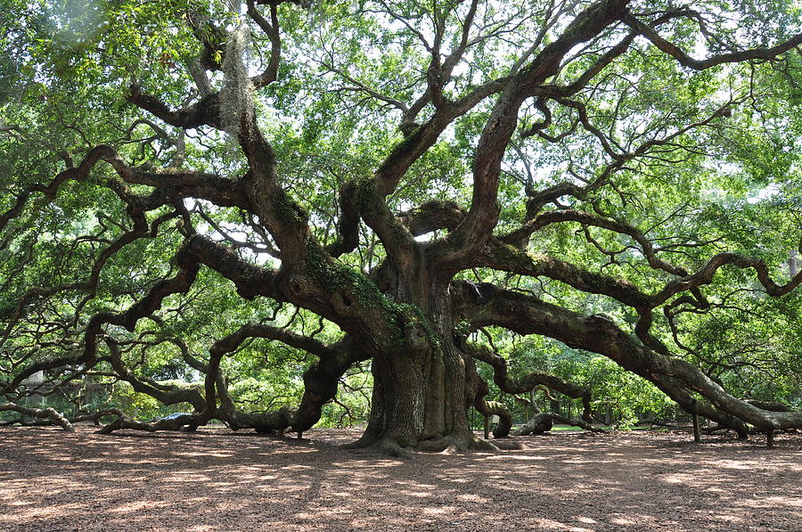 Oak from the day Photograph by Sabrina Hall - Fine Art America