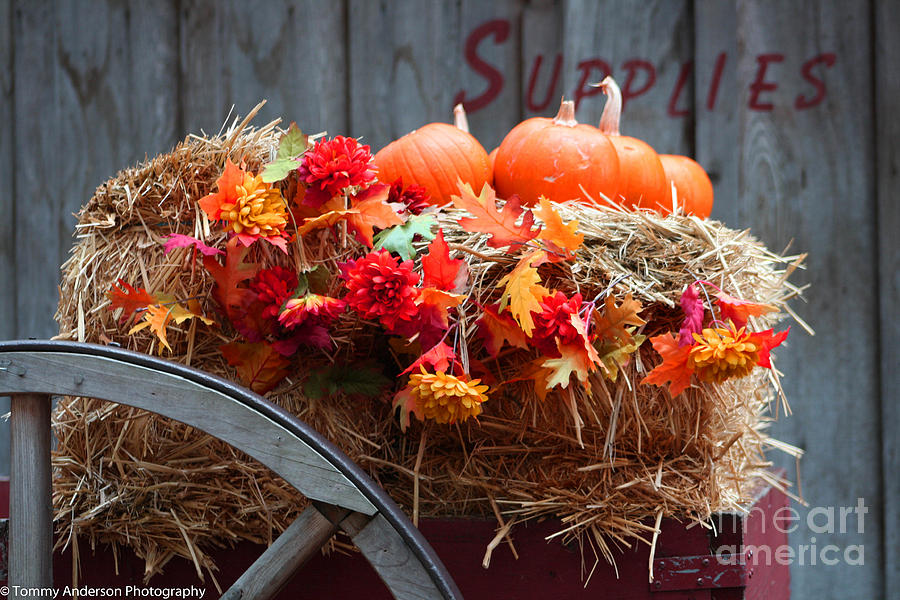 Fall Photograph - Oak Glen Halloween by Tommy Anderson