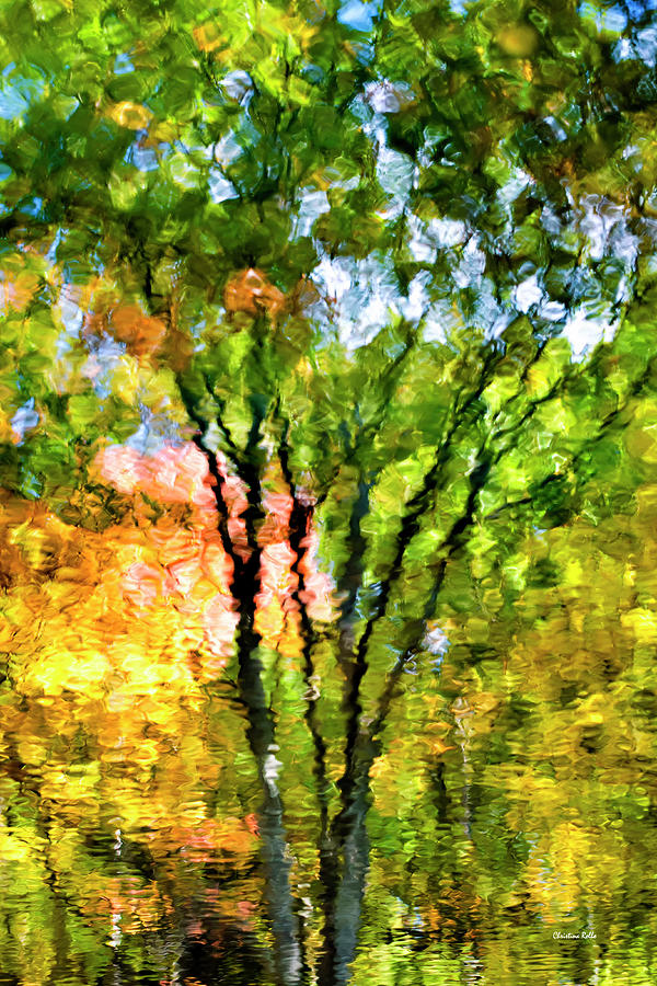 Impressionist Oak Tree Reflection Photograph by Christina Rollo