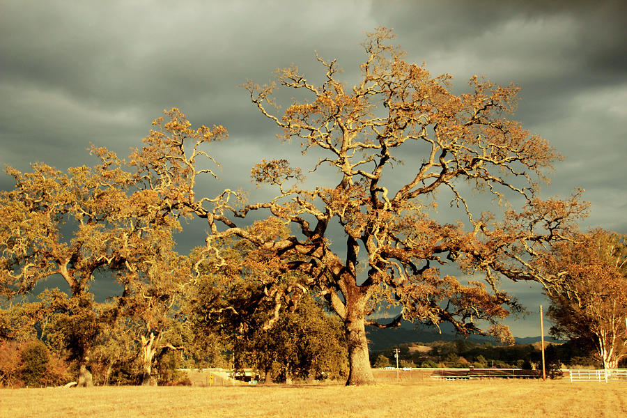 Oak in a Storm Photograph by Pauline Darrow - Pixels