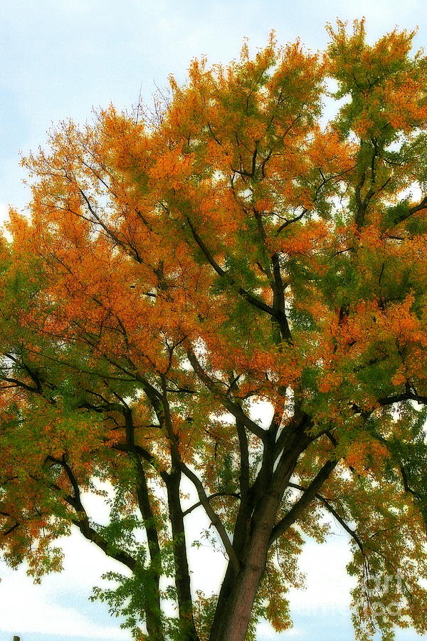 Oak in Autumn 2 Photograph by Angela Rath