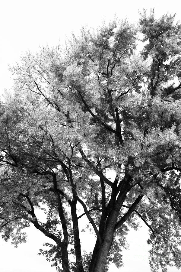 Oak in Autumn Black and White Photograph by Angela Rath