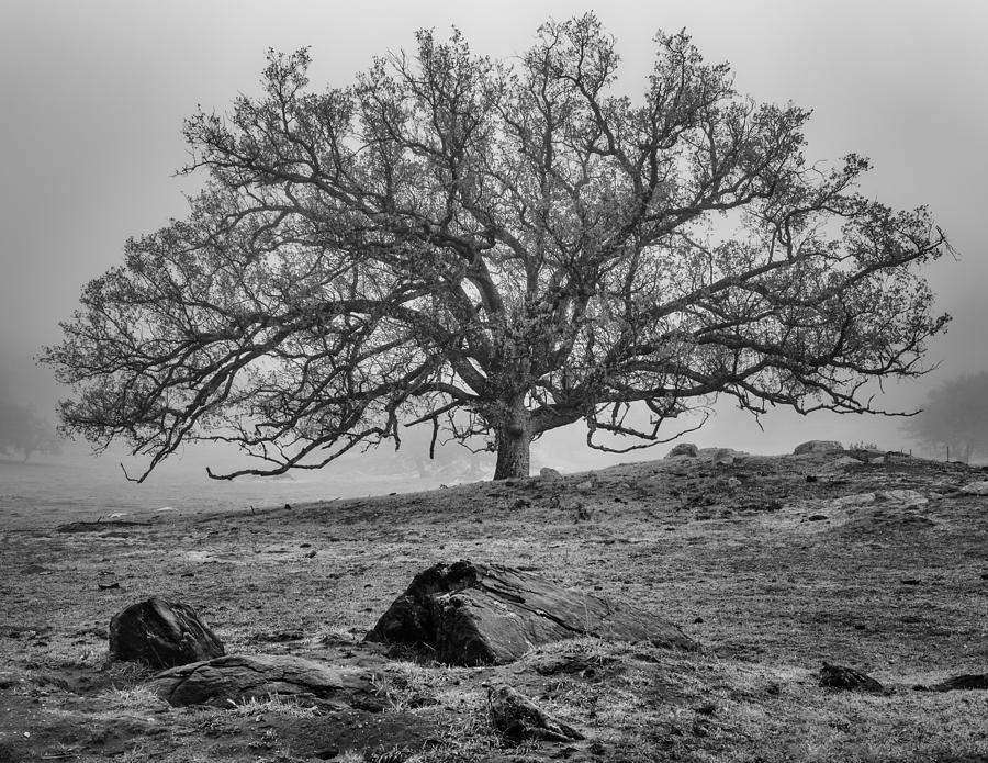 Oak in Fog Photograph by Joseph Smith