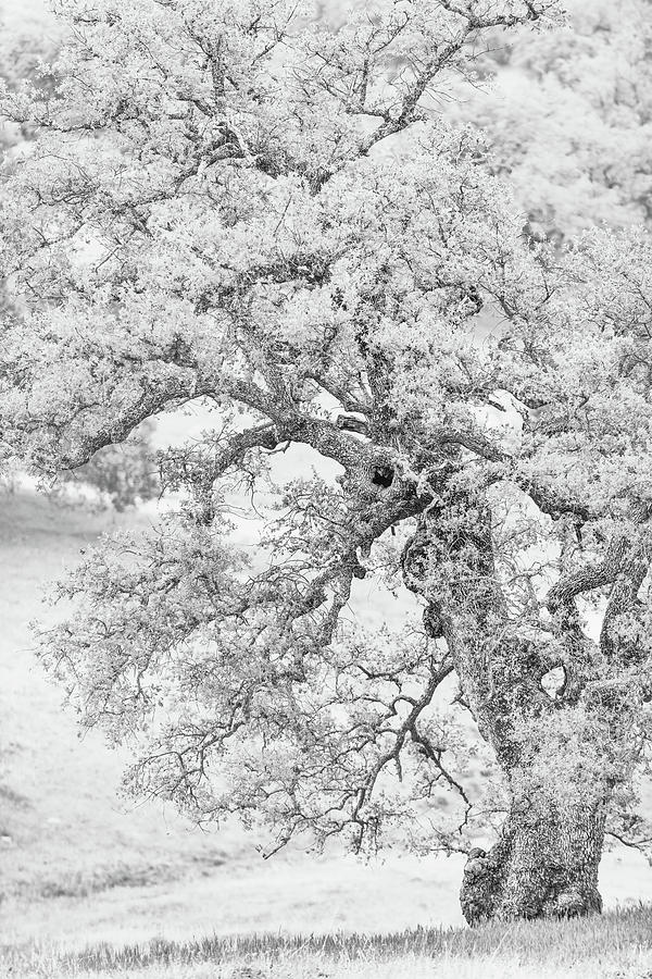 Oak in hi-key Photograph by Joseph Smith