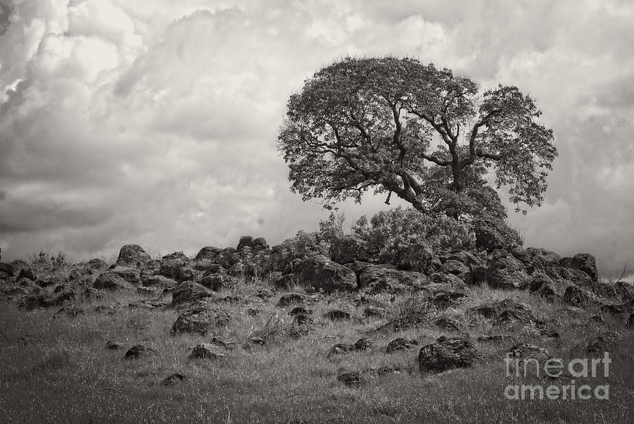 Oak in Rock Field Photograph by Jim And Emily Bush