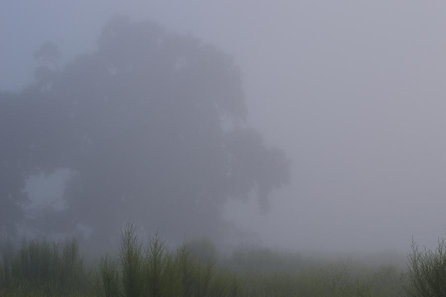 Oak in the Fog Photograph by Warren Thompson