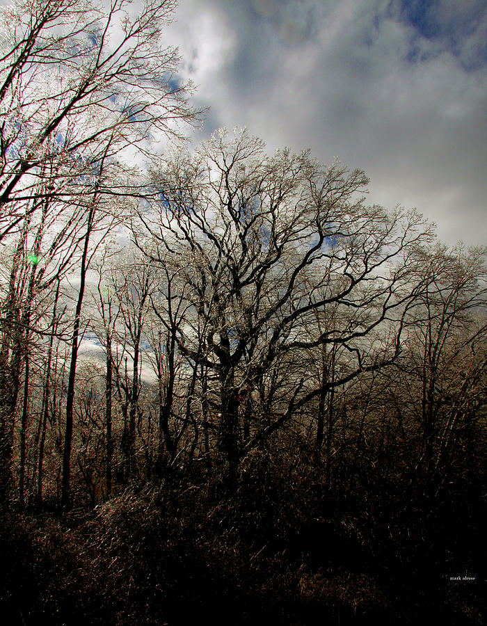 Oak in winter Photograph by Mark Alesse