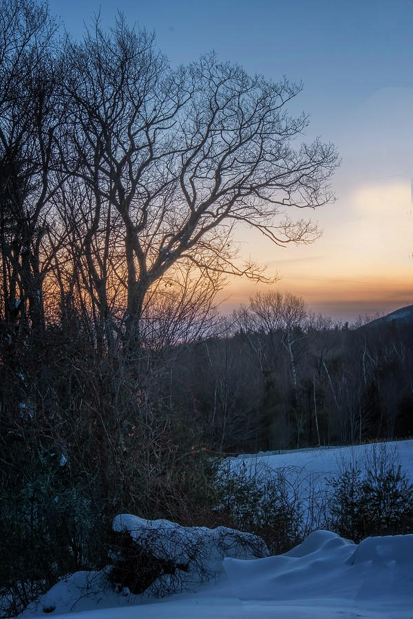 Oak In Winter Photograph by Tom Singleton