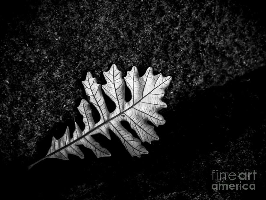 Oak Leaf and Granite Photograph by James Aiken