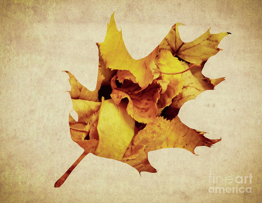 Oak Leaf Photograph by Andrea Anderegg