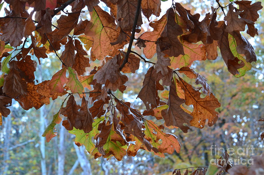 Oak Leaf Canopy Photograph by Maria Urso