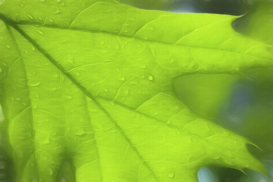 Oak Leaf Photograph by Cindi Ressler