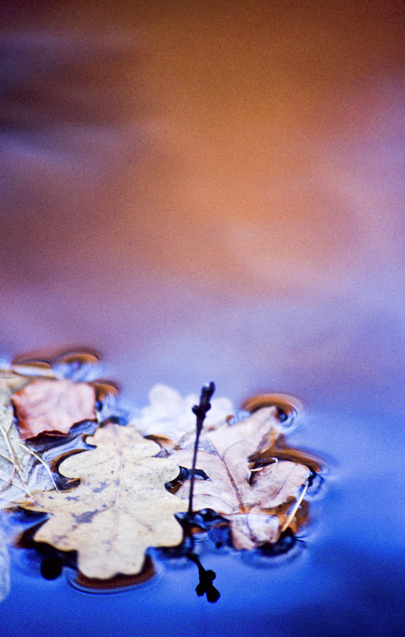 Oak leaf cluster II Photograph by Heiko Koehrer-Wagner