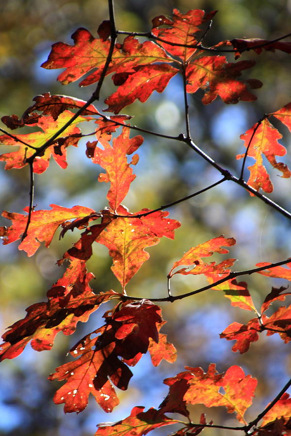 Oak Leaf Cluster Photograph by Rick Rauzi