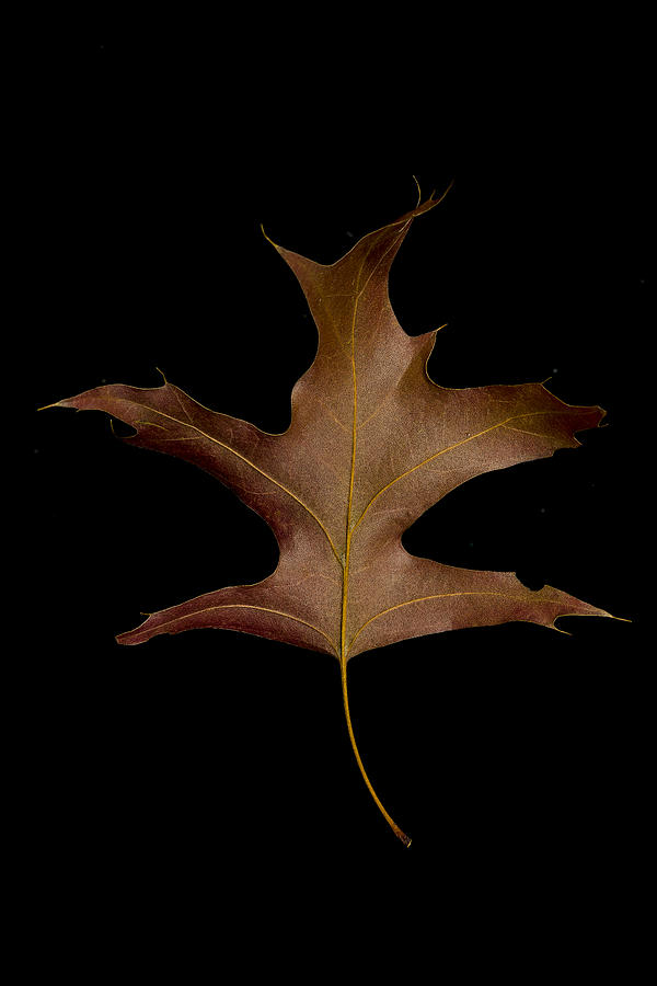 Fall Photograph - Oak Leaf by Stoney Stone