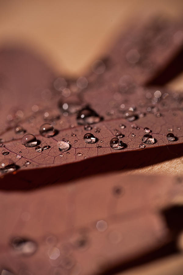 Oak Leaf Droplets Photograph by Erin Cadigan