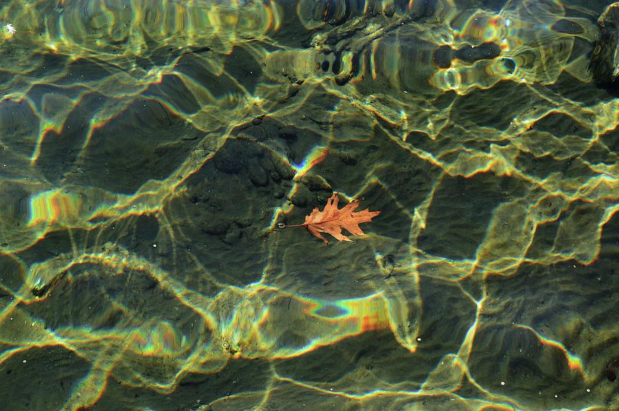 Oak Leaf Floating  Digital Art by Lyle Crump