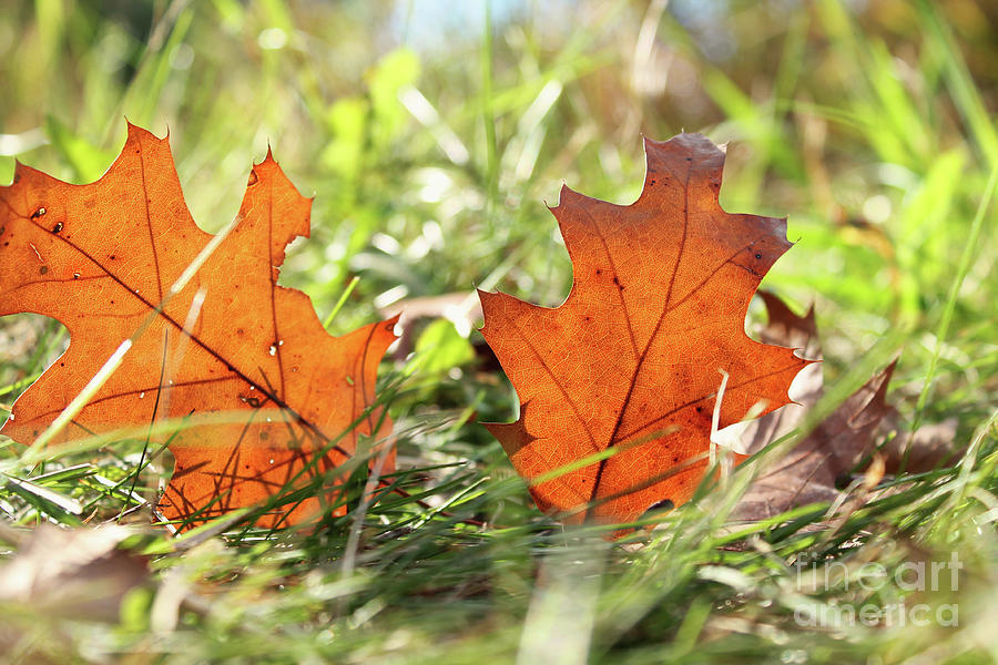 Oak Leaf in Autumn Photograph by Jimmy Ostgard